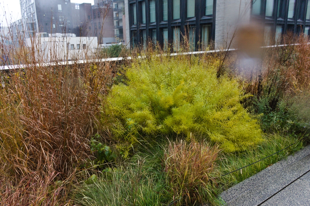 Various water droplets on the camera lens slightly distort a very wet yet vibrant garden on the High Line.