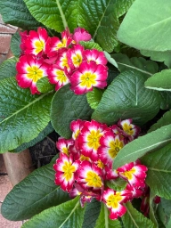Some smaller pinks with yellow centers