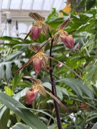 Stripped orchids